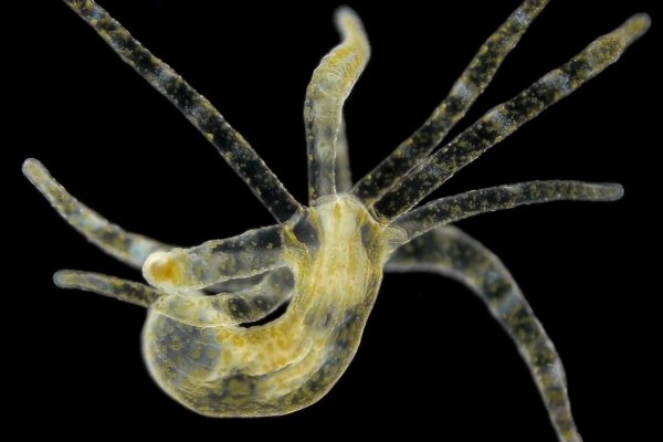 Kraken вход и ссылки